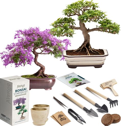 Amazon REALPETALED Bonsai Starter Kit Japanese Bonsai Tree Kit