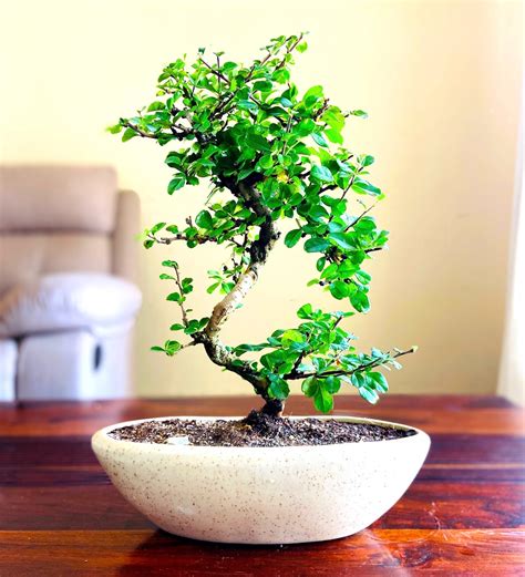 Buy Flowering Bonsai Natural Plant With White Ceramic Pot By Abana