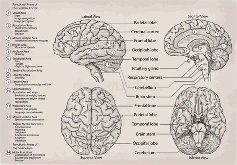 Diagrama Funcional Del Cerebro Humano Ilustración Del Vector