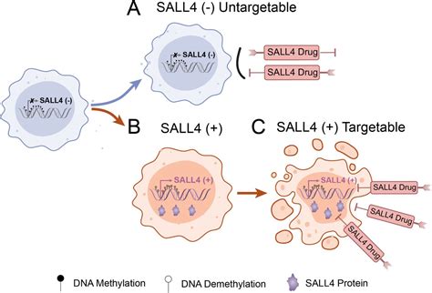 Induction Of A Sall4 Dependency For Targeted Cancer Therapy Biorxiv