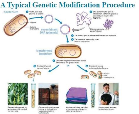 MICRO EXAM 1 Chapter 9 Biotechnology And DNA Technology Flashcards