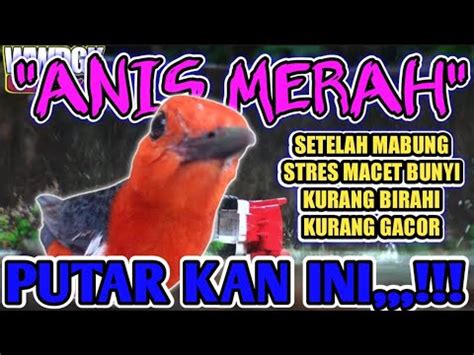 Terapi Anis Merah Stres Macet Bunyi Siulan Betina Ngakarak Ngecis Dan