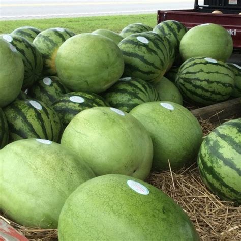 Growers — Cave City Watermelon Festival