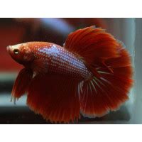 Betta Splendens Halfmoon Red Pesce Combattente Maschio Cm