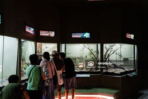 Cobra Venom extraction in Bangkok - Anadolu Ajansı