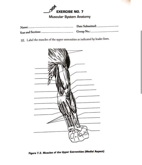 Solved Exercise No 7 Muscular System Anatomy Name Year And