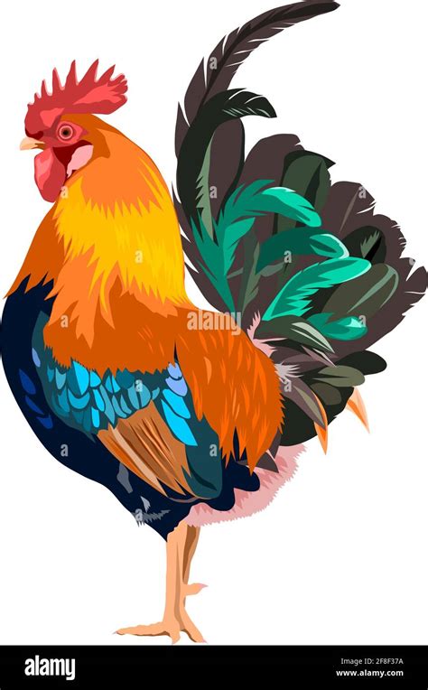 Dibujo Vectorial De Un Gallo Imagen Vector De Stock Alamy