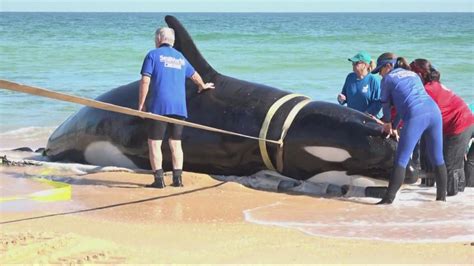 Orca Found In Flagler County Is First Ever Recorded Stranding In Southeast Florida