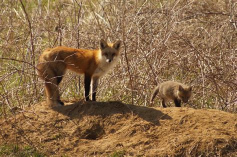 Connecticut Audubon Society: Red Fox season