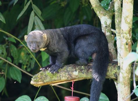 El humayro, irará, eirá, tayra, cabeza de mate,2 cabeza de viejo ...