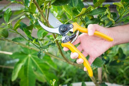 Benefits Of Pruning Fruit Trees