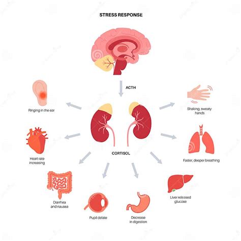 Stress Responce System Stock Vector Illustration Of Anatomy 235899889