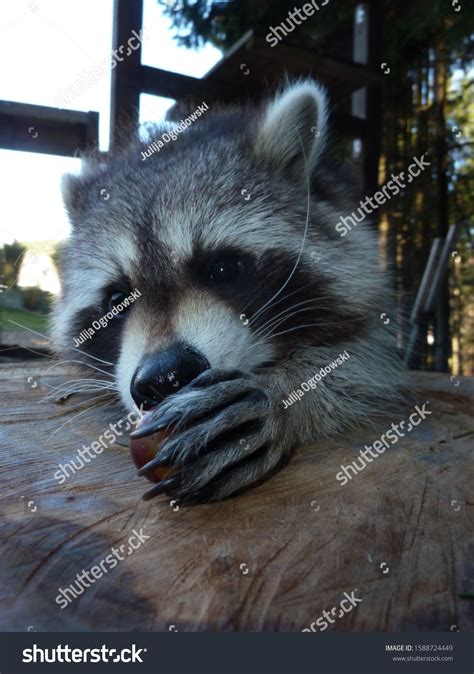 562 Raccoon with hands up Images, Stock Photos & Vectors | Shutterstock