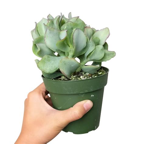 Ruffle Jade Crassula Ripple Jade Succulent Lucky Plant For Sale Succulents Box