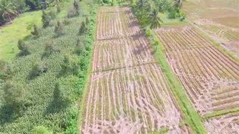 Lokasi Cetak Sawah Baru Dinas Tphp Kabupaten Parigi Moutong Youtube