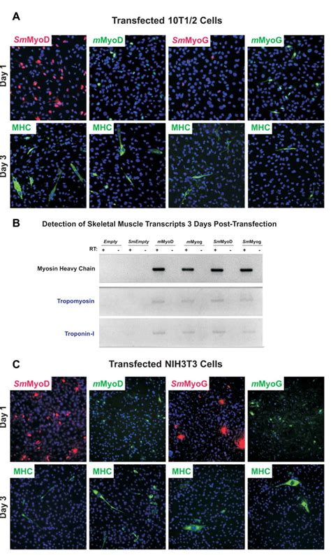 Myogenic Conversion Potential Of S Macrurus MyoD And Myogenin