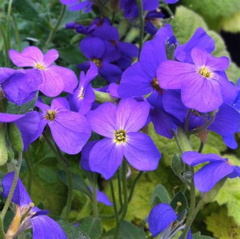 Aubrieta Cultorum Cascade Blue From Nvk Nurseries