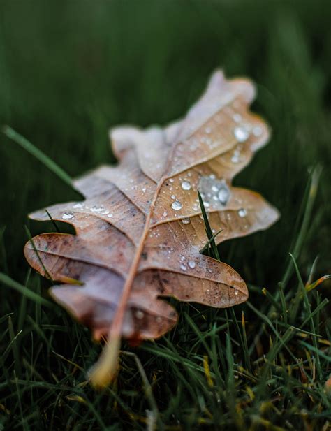 超过 80000 张关于“树叶 雨滴”和“树叶”的免费图片 Pixabay