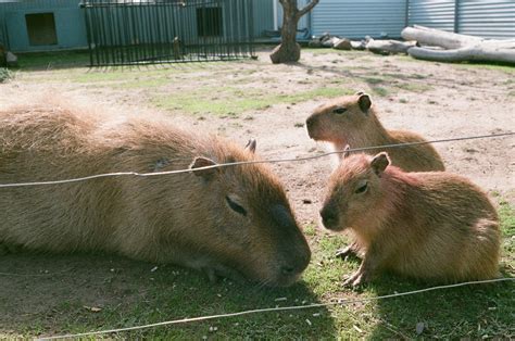 Cute Capybara Photos, Download The BEST Free Cute Capybara Stock Photos ...