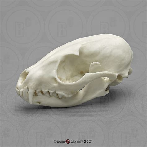 Ringtail Skull Bone Clones Osteological Reproductions