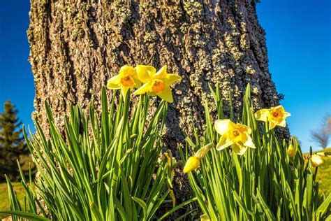 Daffodil Flower Meaning: Symbolism of Different Colors | Florgeous