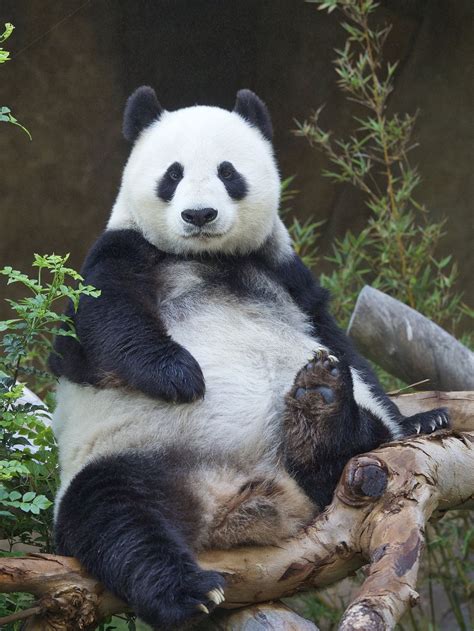 Bai Yun Sitting Pretty Baby Panda Bears Panda Bear Giant Panda