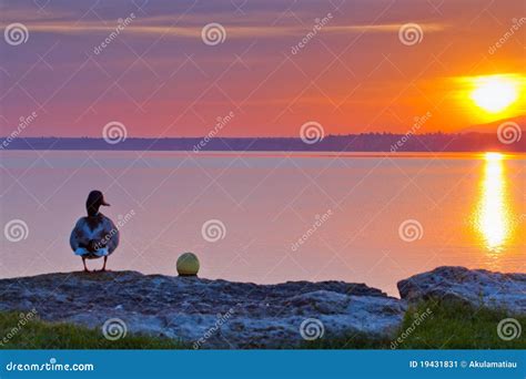 Duck and Sunrise stock image. Image of horizon, sunrise - 19431831