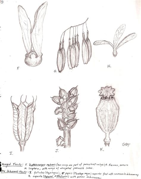 Winged and dry dehiscent fruit illustrations. Late 1970s for one of Gwen's forestry class papers ...