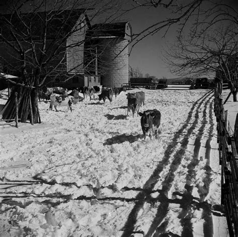 无人农场横图方图黑白室外白天农业美景雪日光美国阴影景观篱笆冬天自然景色寒冷摄影牲畜宁静自然风光