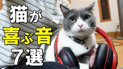 猫が好きな音ってどんな音？猫が心地よく感じる音7選【保護猫】 Youtube