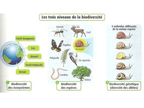 imaginer Coûteux freiner les mécanismes de l évolution svt 3ème