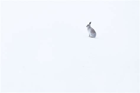 Mountain Hare In Snow - Francis J Taylor Photography