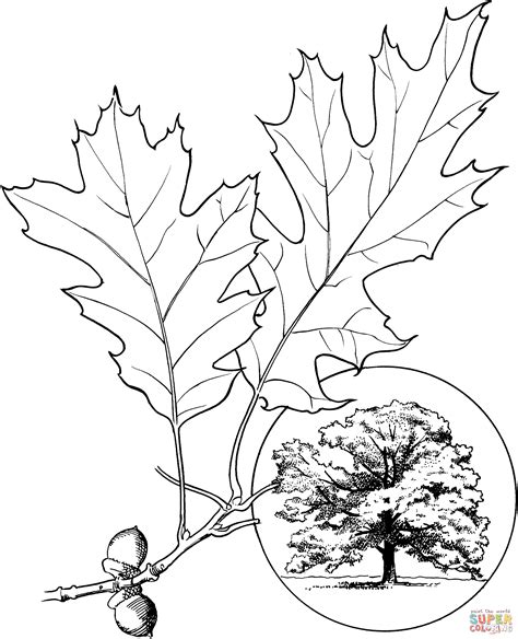 Red Oak Leaf Coloring Pages Coloring Pages