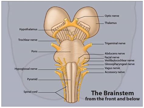 Anatomy Made Easy Brainstem Neuroanatomy