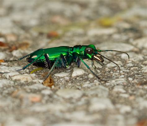 Tiger Beetle Cicindela Sexguttata BugGuide Net