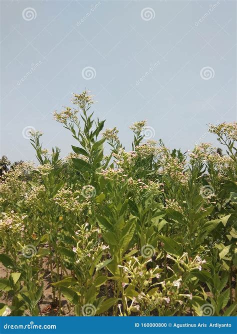 View of a Tobacco Tree Plantation with Flowers Stock Photo - Image of countryside, farmland ...