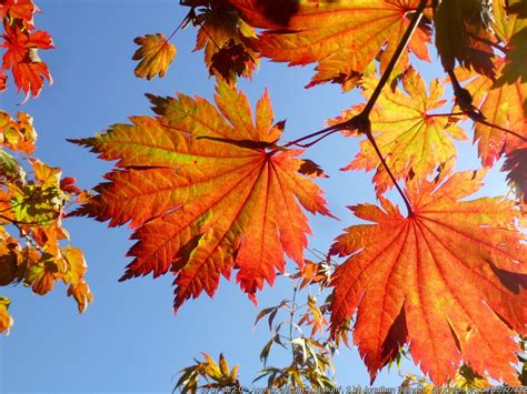 Acer japonicum (Fullmoon Maple, Peacock maple) | North Carolina ...