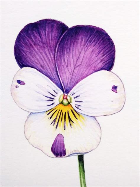 Pansy Step By Step Sketchbook Study Lizzie Harper Botanical