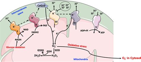 Frontiers Crosstalk Between Oxidative Stress And Endoplasmic