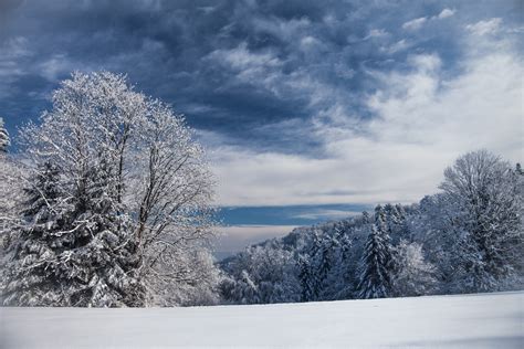 Winter Trees Fondo De Pantalla Hd Fondo De Escritorio X