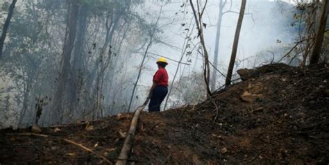 Controlados 11 de los 15 incendios forestales en Venezuela según el