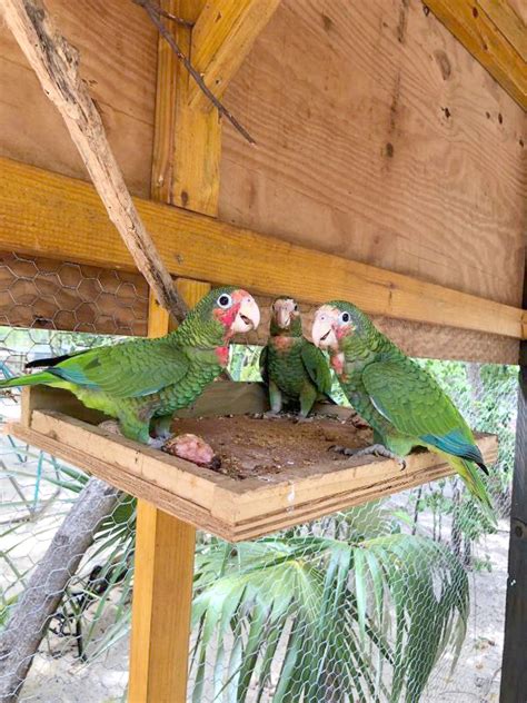 Cayman Parrot Sanctuary Shows Success