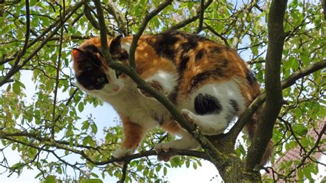 Cuántas vidas tiene un gato Mascota y Salud