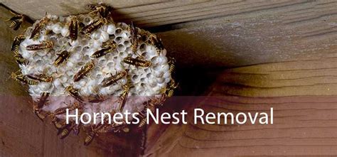 Hornets Nest Removal Professional Hornets Nest Removal Services