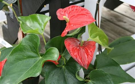 Comment Conserver Les Anthuriums En Hiver O Placer La Plante Dans La