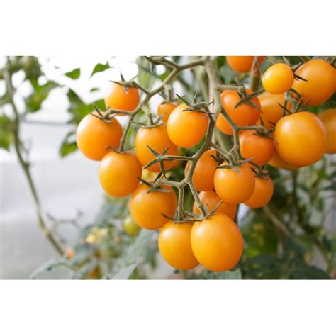 Blight Resistant Tomato Seeds