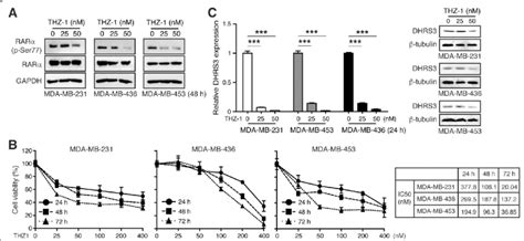 Cdk7 Inhibitor Thz1 Suppresses Tnbc Growth Via Rarαs77 Dhrs3 Signaling