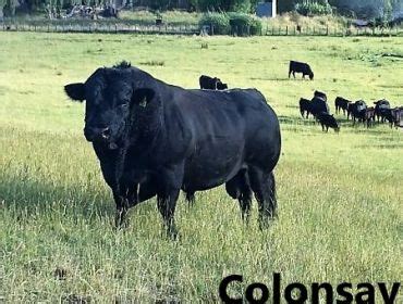 Photo Gallery | Welsh Black Cattle