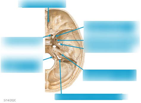 Cranial Nerve Locations Diagram Quizlet