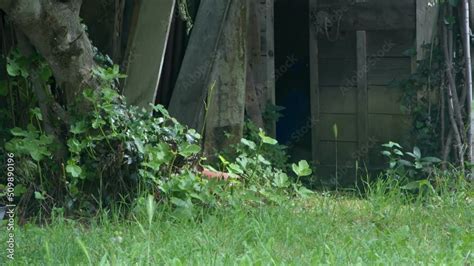 Vieux Cabanon En Bois Cabane De Jardin En Planche D Labr Porte Entre